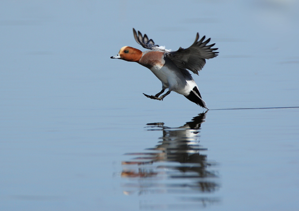 European Wigeon - Birds - Wild