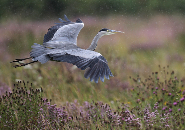 Heron in the Rain - Birds - Wild