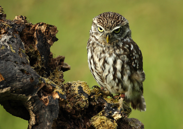 Little Owl - Birds  -  Captive