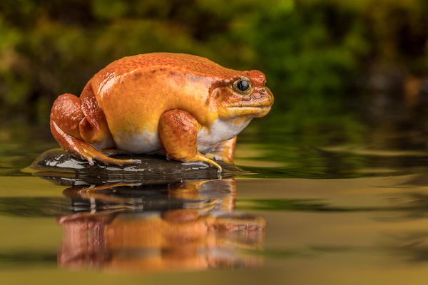Tomato Frog - Close up