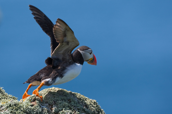 Taking Flight - Birds - Wild