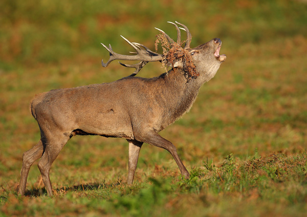 Red Deer - Nature & Animals