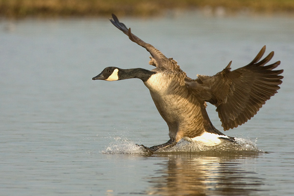 'Canada Landing' - Birds - Wild