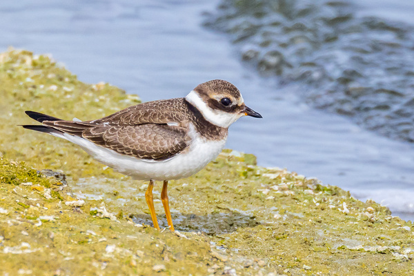 Ringed Plover - Birds - Wild