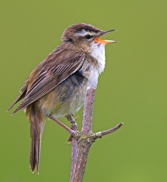 Reed Warbler - Birds - Wild
