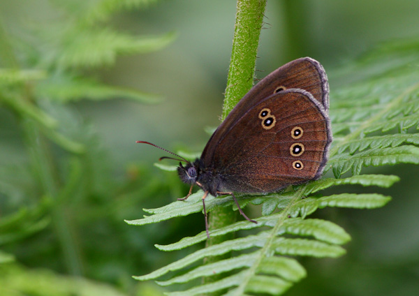 Ringlet - Close up