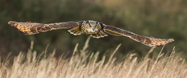 Eagle Owl - Birds  -  Captive