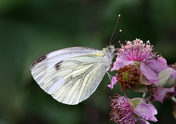 Green-Veined White - Close up