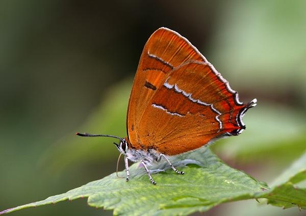 Brown Hairstreak - Close up
