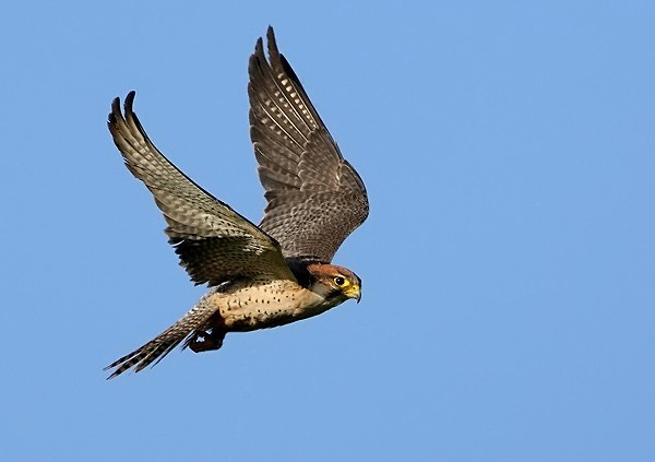 Lanner Falcon - Birds  -  Captive