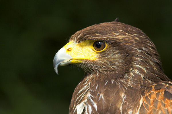 Harris Hawk - Birds  -  Captive