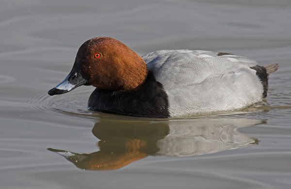 Pochard - Birds - Wild