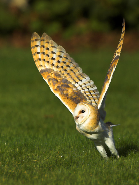 The Take Off - Birds  -  Captive