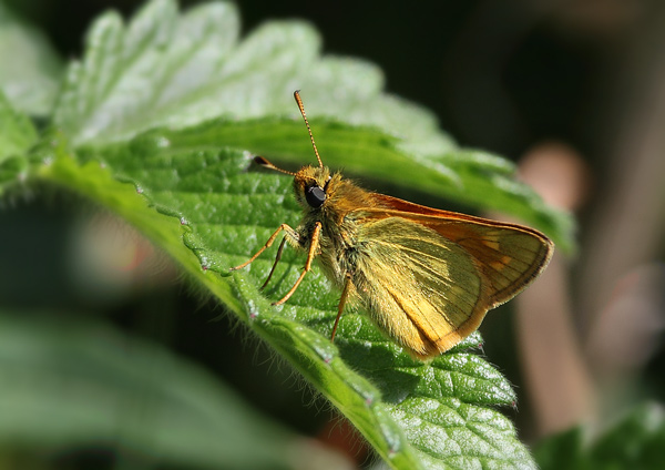 Large Skipper - Close up