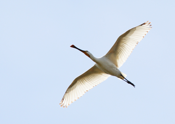 Spoonbill - Birds - Wild