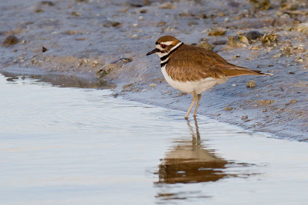 Killdeer - Florida 2011