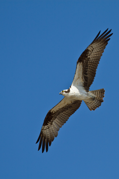 Osprey - Florida 2011