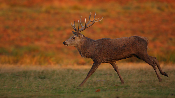 Red Deer - Nature & Animals