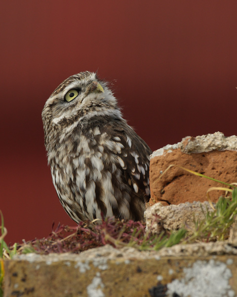 Little Owl - Birds  -  Captive