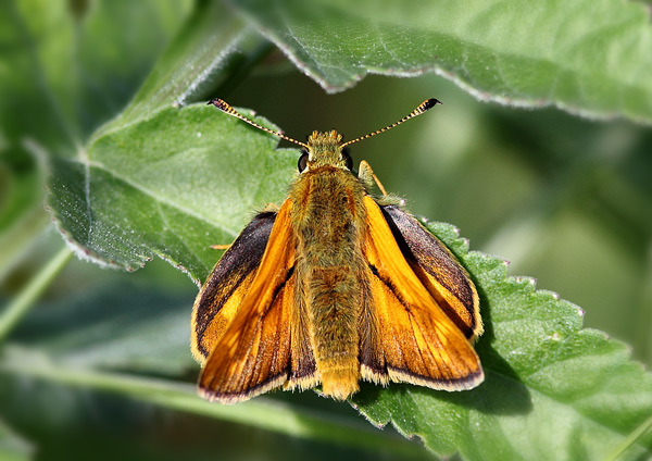 Large Skipper - Close up