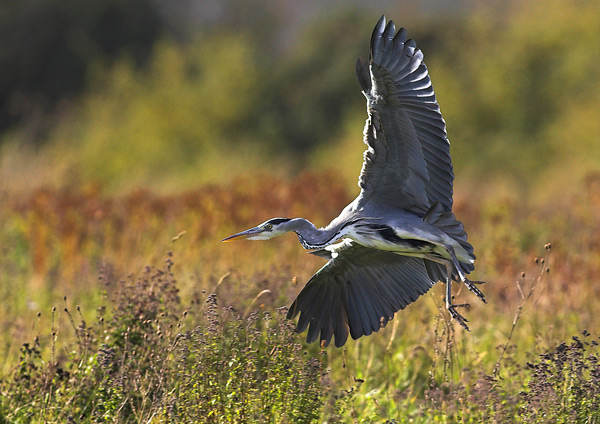 Grey Heron - Birds - Wild