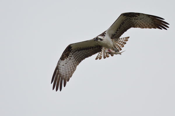 Osprey - Florida 2011