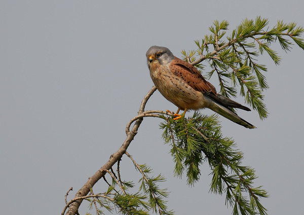 Wild Kestrel - Birds - Wild