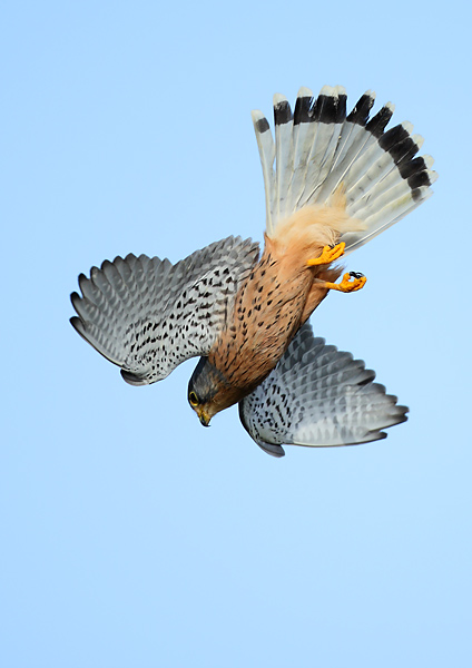 Kestrel - Birds - Wild