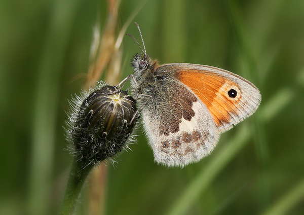 Small Heath - Close up