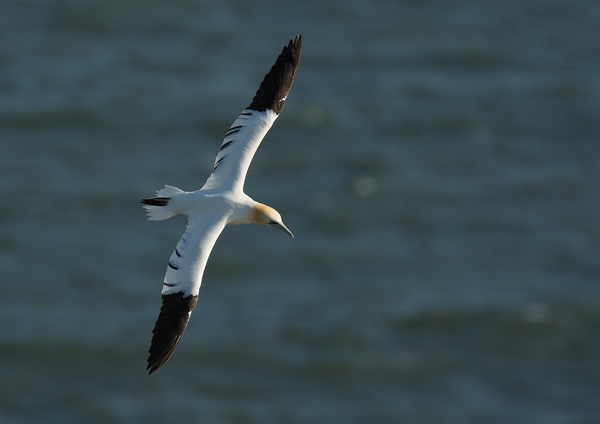 Gannet - Birds - Wild
