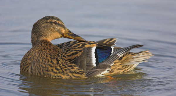 Female Mallard - Birds - Wild