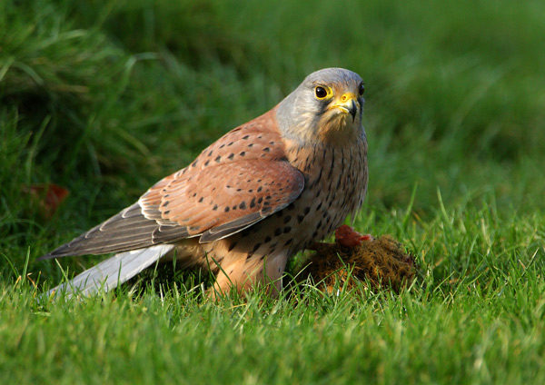 Kestrel - Birds  -  Captive