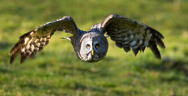 Great Grey Owl - Birds  -  Captive