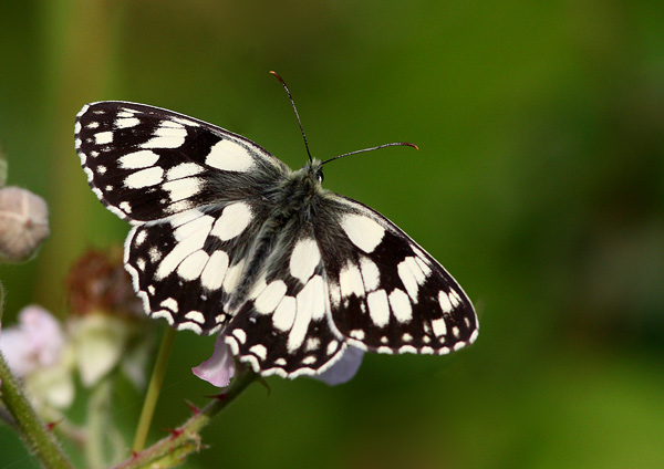 Marbled White - Close up