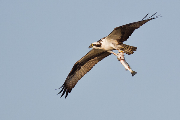Osprey with Fish - Birds - Wild