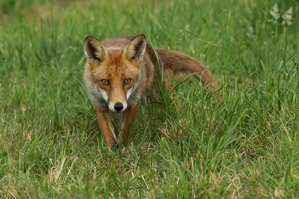 Fox - Nature & Animals