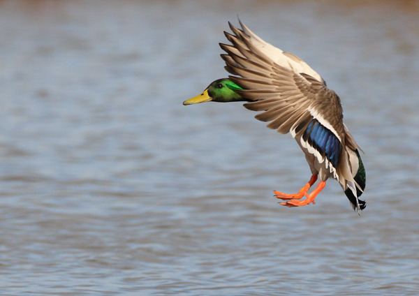 Mallard - Birds - Wild