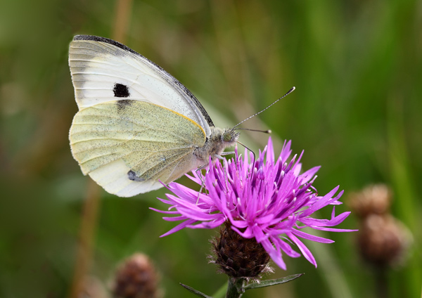 Large  White - Close up