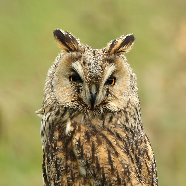 Long Eared Owl - Birds  -  Captive