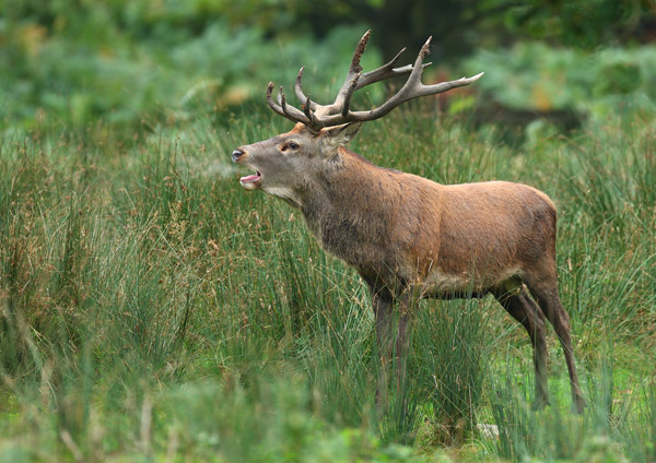 Red Deer - Nature & Animals