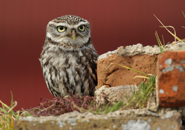 Little Owl - Birds  -  Captive