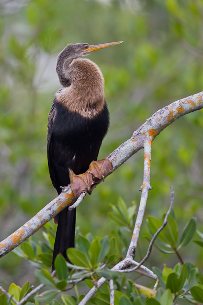 Anhinga - Florida 2011