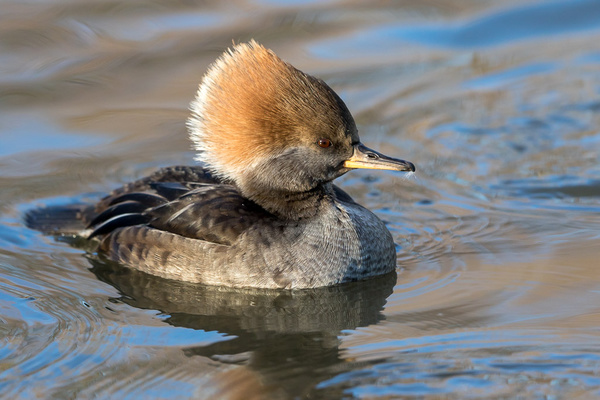 Merganser - Birds  -  Captive