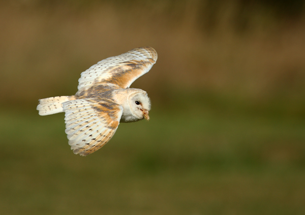 Barn Owl - Birds  -  Captive