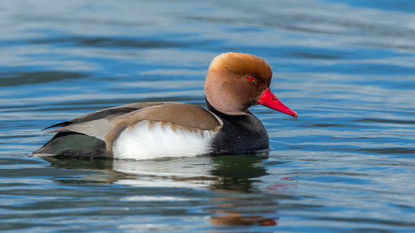 Red-crested Pochard - Birds - Wild