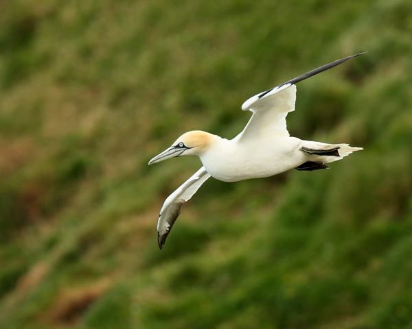 Gannet - Birds - Wild