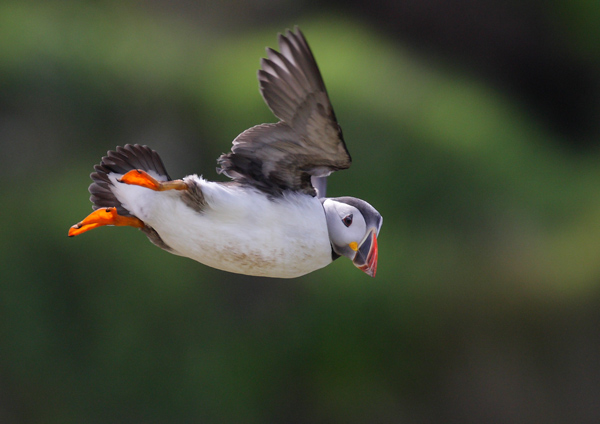 Puffin - Birds - Wild