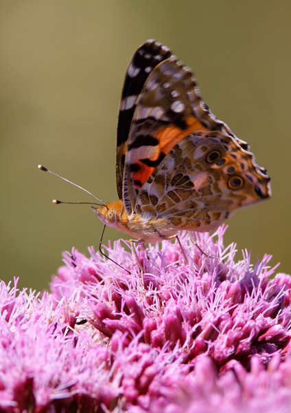 Painted Lady Butterfly - Close up
