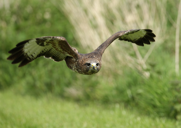 Common Buzzard - Birds  -  Captive