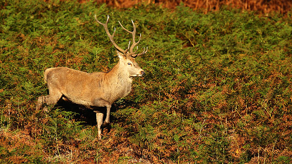 Red Deer - Nature & Animals